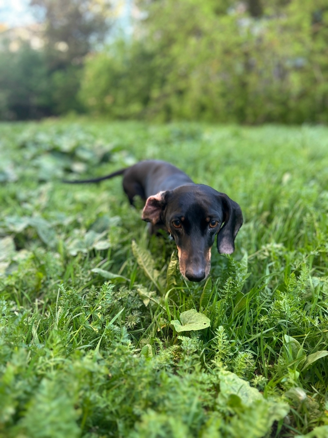 Найдена собака в Кирове — фото объявления