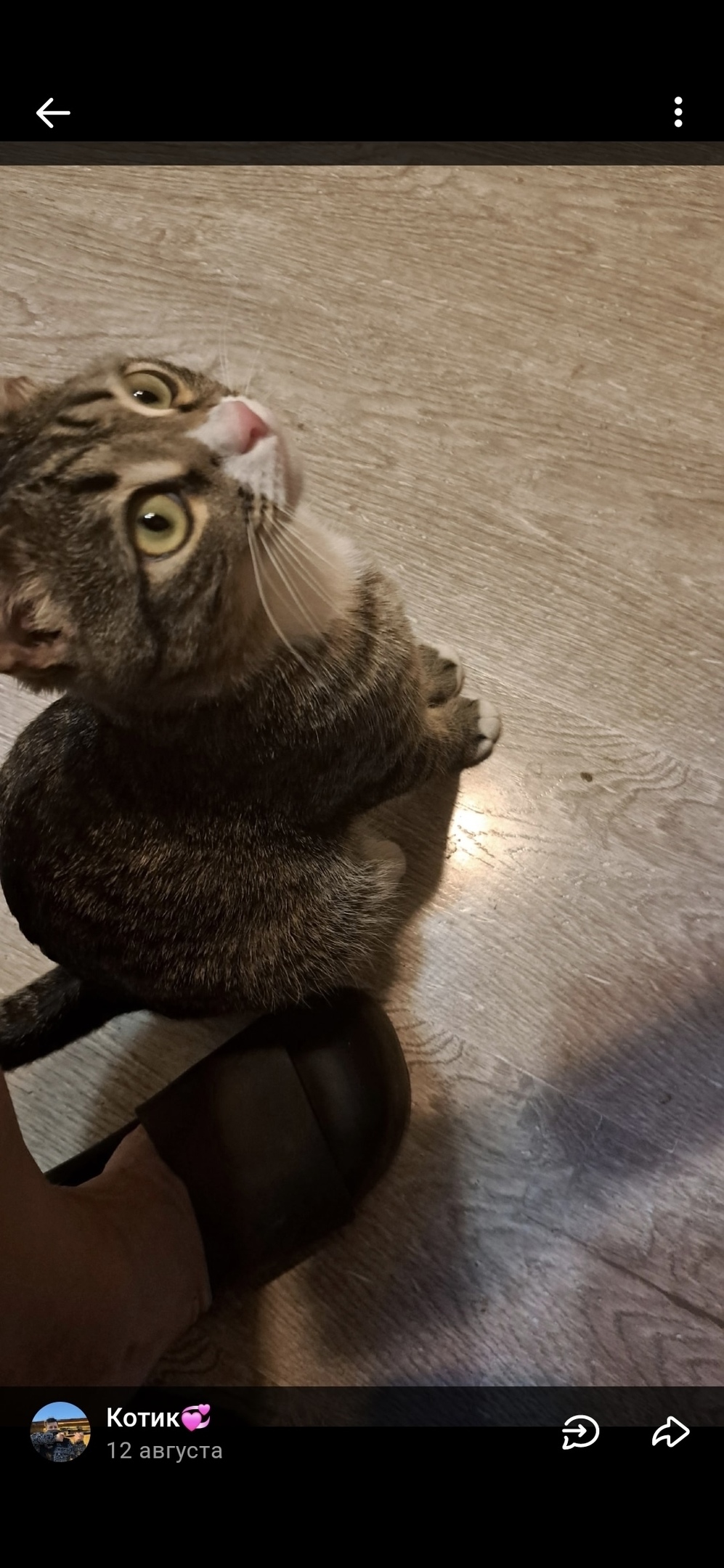 Пропала кошка в Кирове — фото объявления