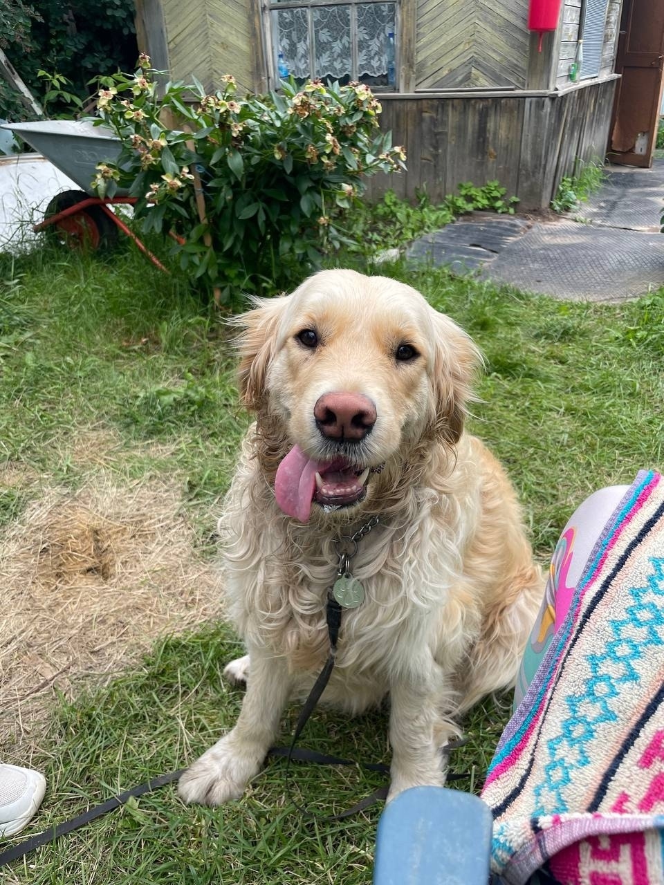 Пропала собака в Кирове — фото объявления