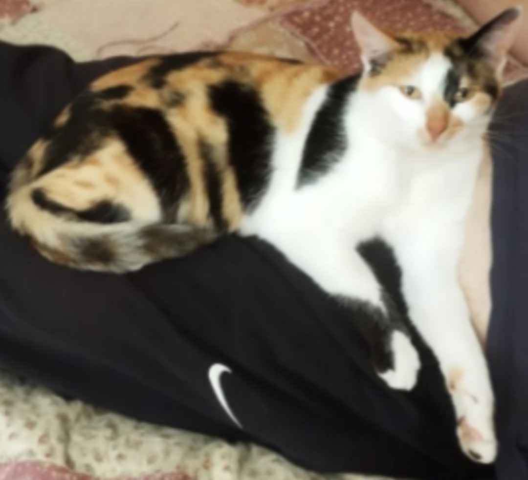 Найдена кошка в Кирове — фото объявления