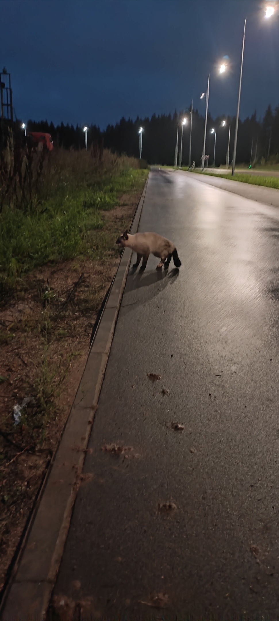 Найдена кошка в Кирове — фото объявления