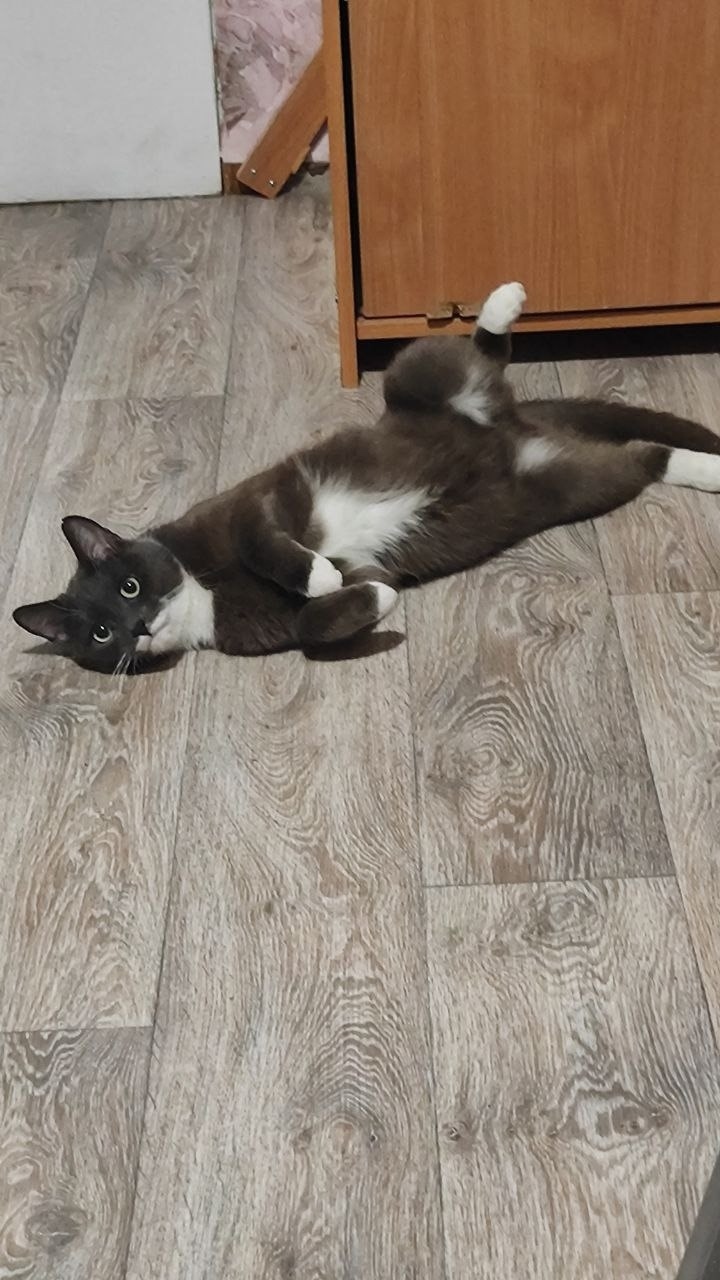 Пропала кошка в Кирове — фото объявления