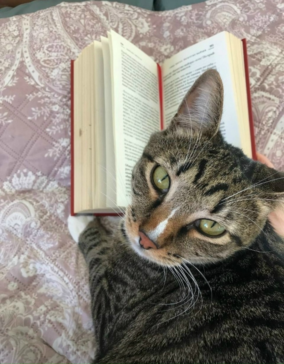 Пропала кошка в Кирове — фото объявления