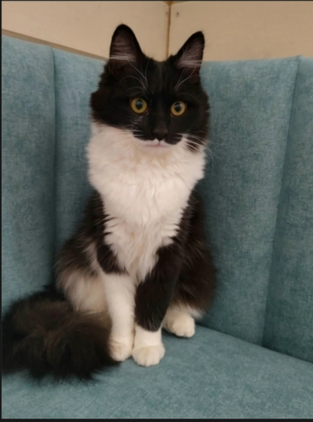 Пропала кошка в Кирове — фото объявления