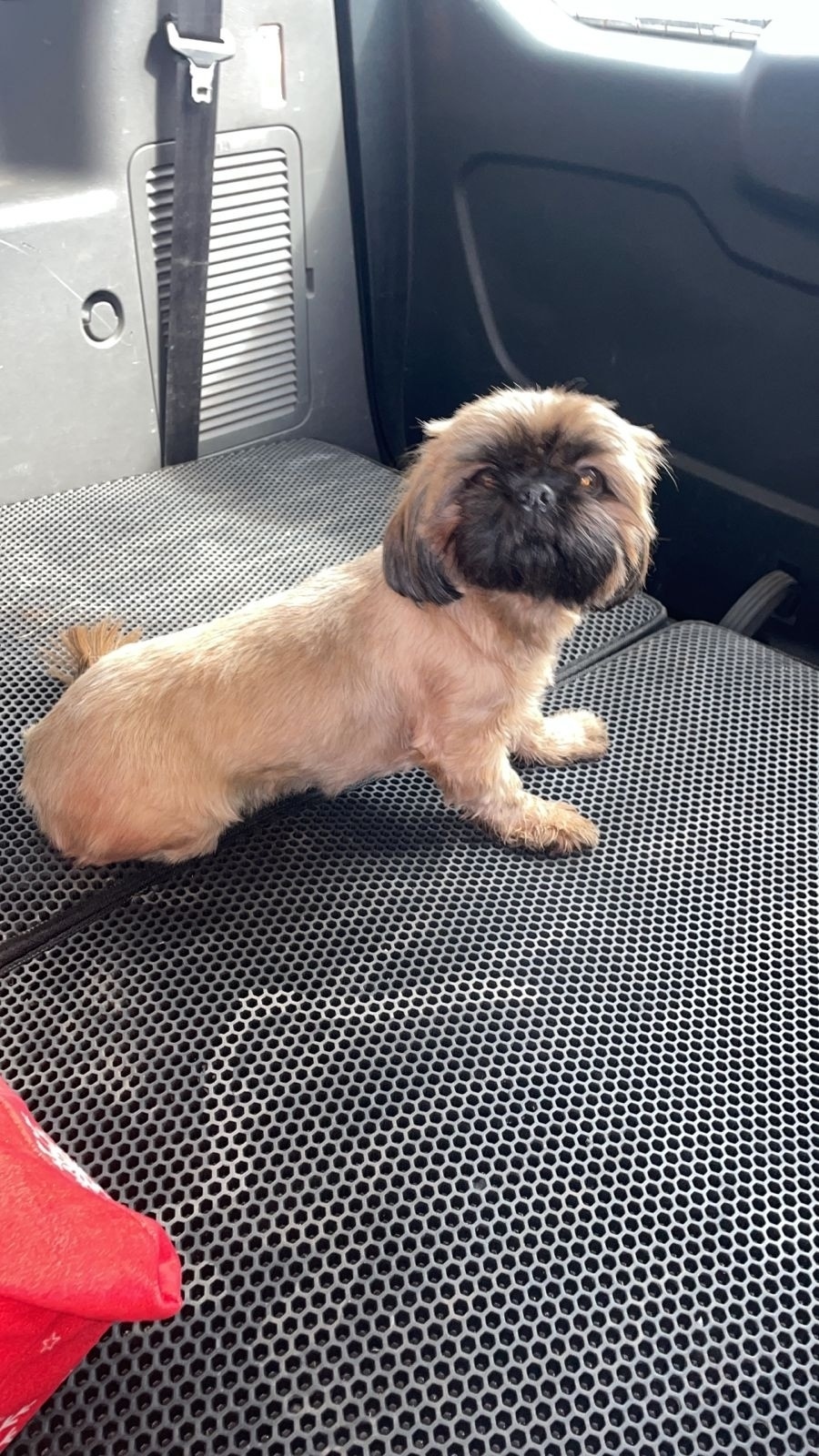 Найдена собака в Кирове — фото объявления