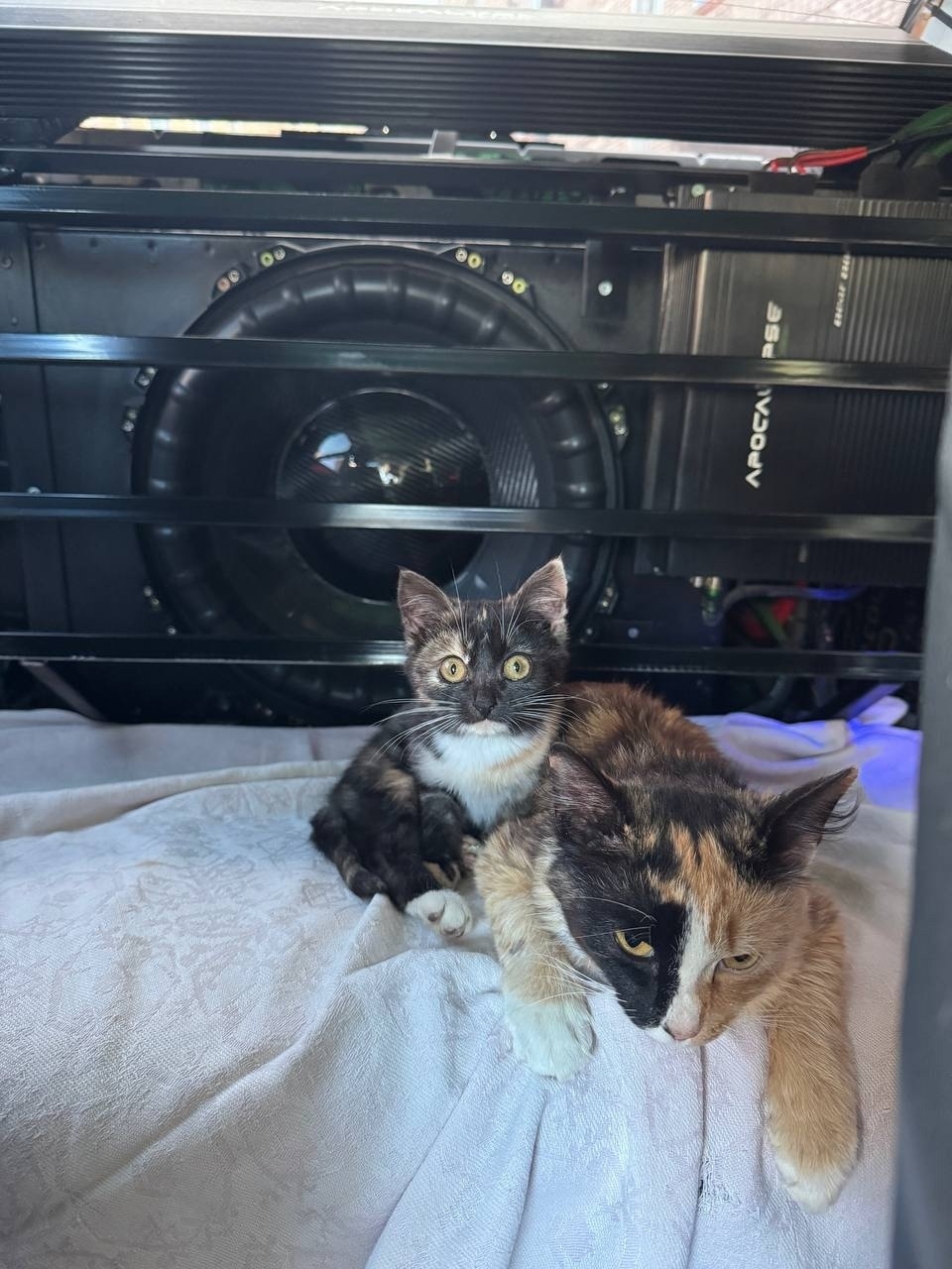 Найдена кошка в Кирове — фото объявления