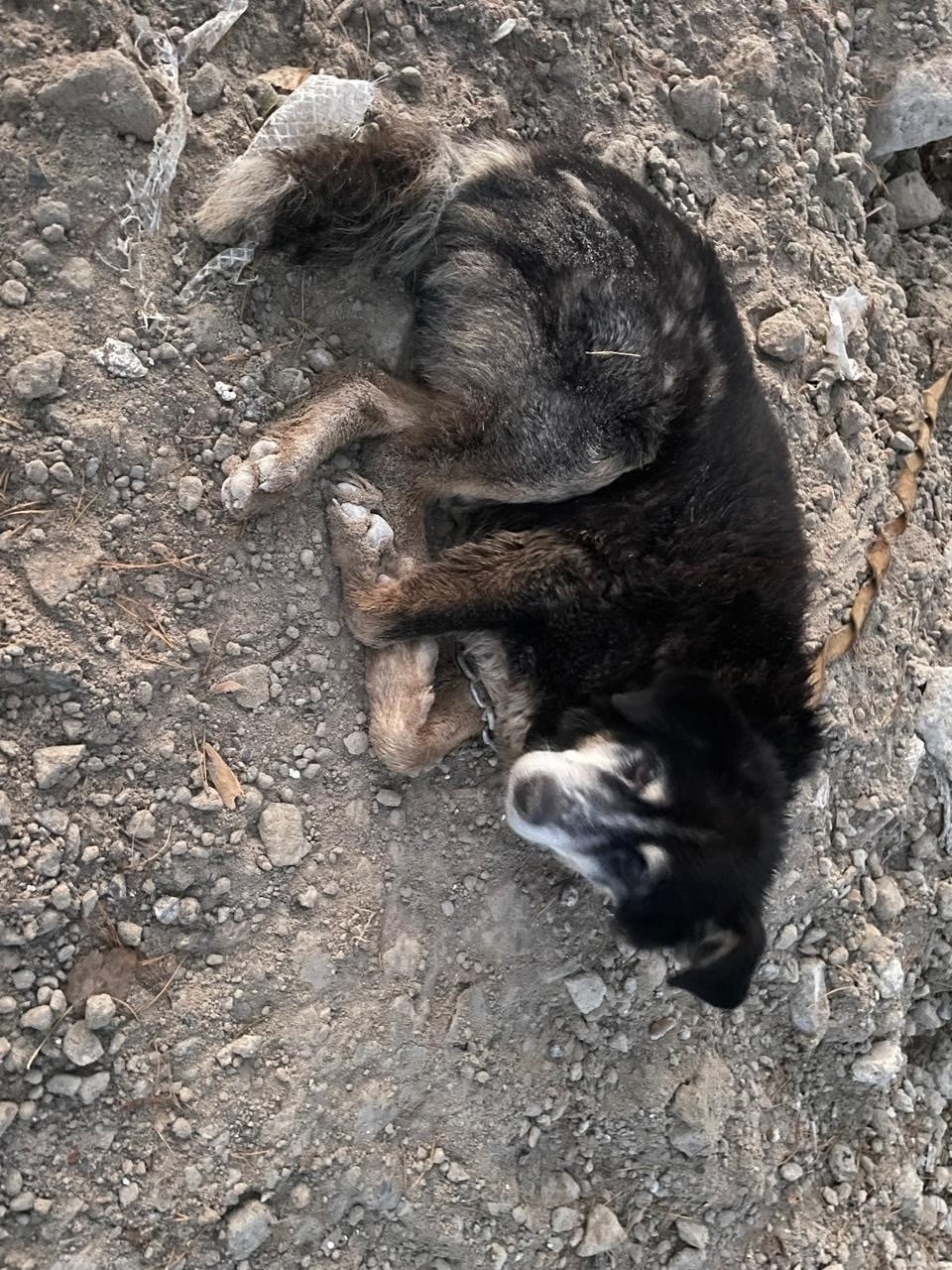 Найдена собака в Кирове — фото объявления