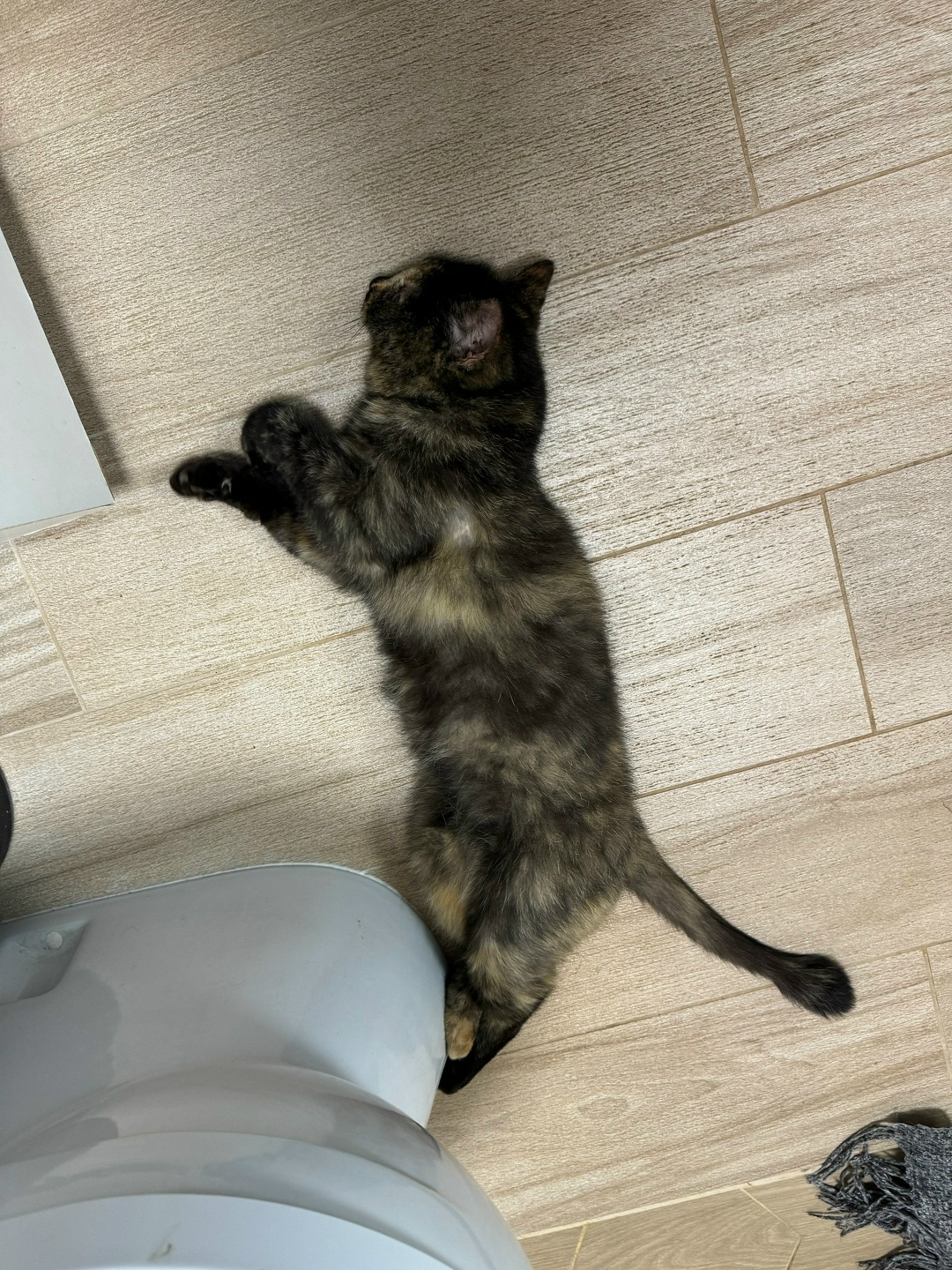 Найдена кошка в Кирове — фото объявления