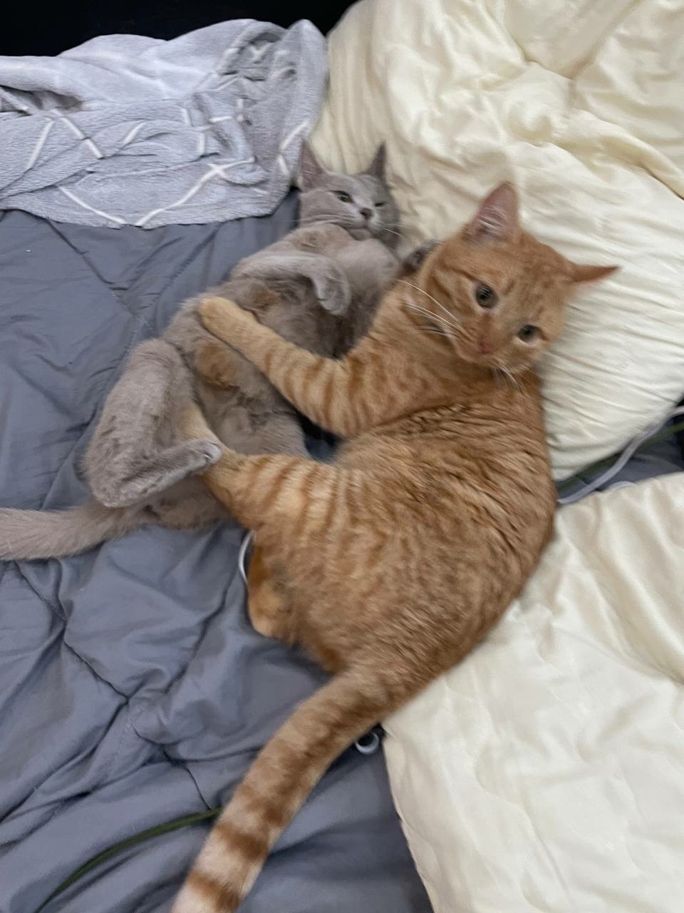 Пропала кошка в Кирове — фото объявления