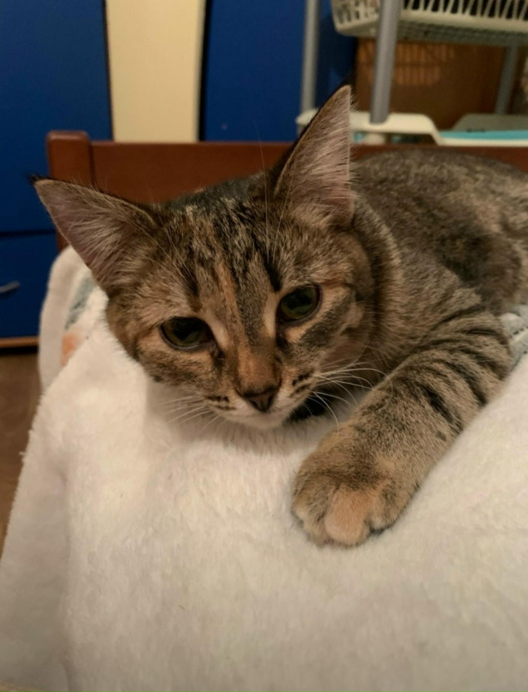 Пропала кошка в Кирове — фото объявления