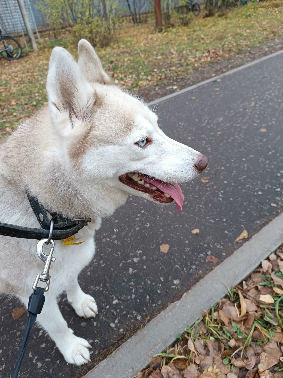 Найдена собака в Кирове — фото объявления