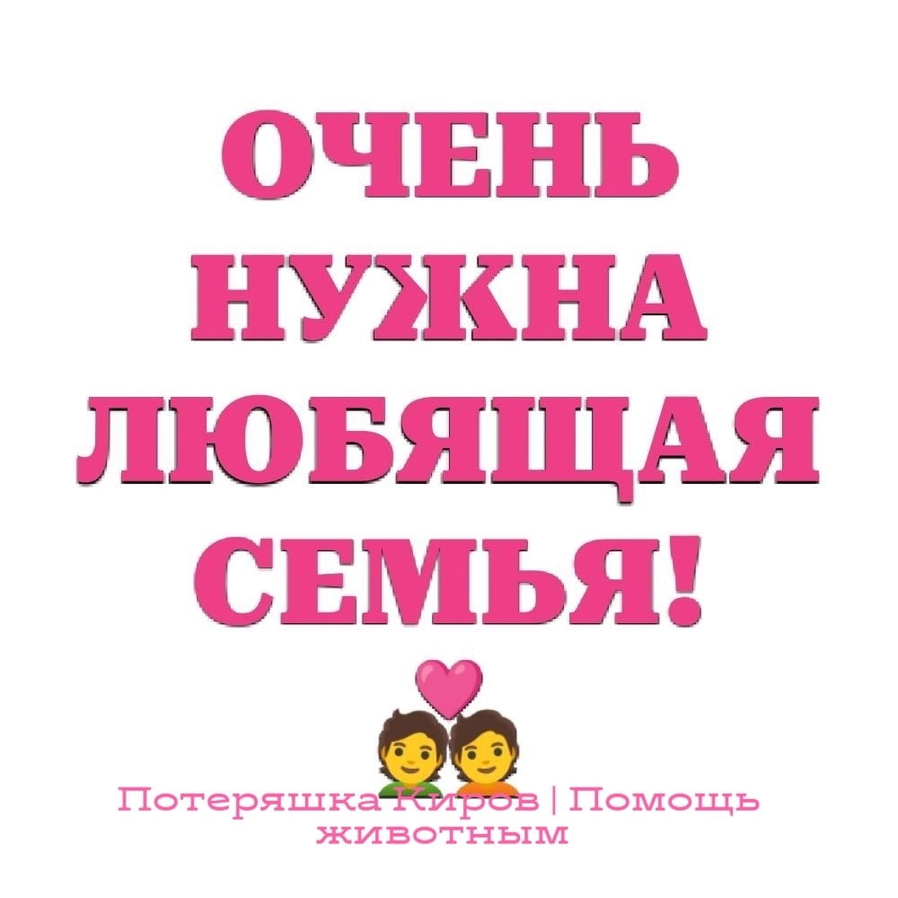 Найдена кошка в Кирове — фото объявления