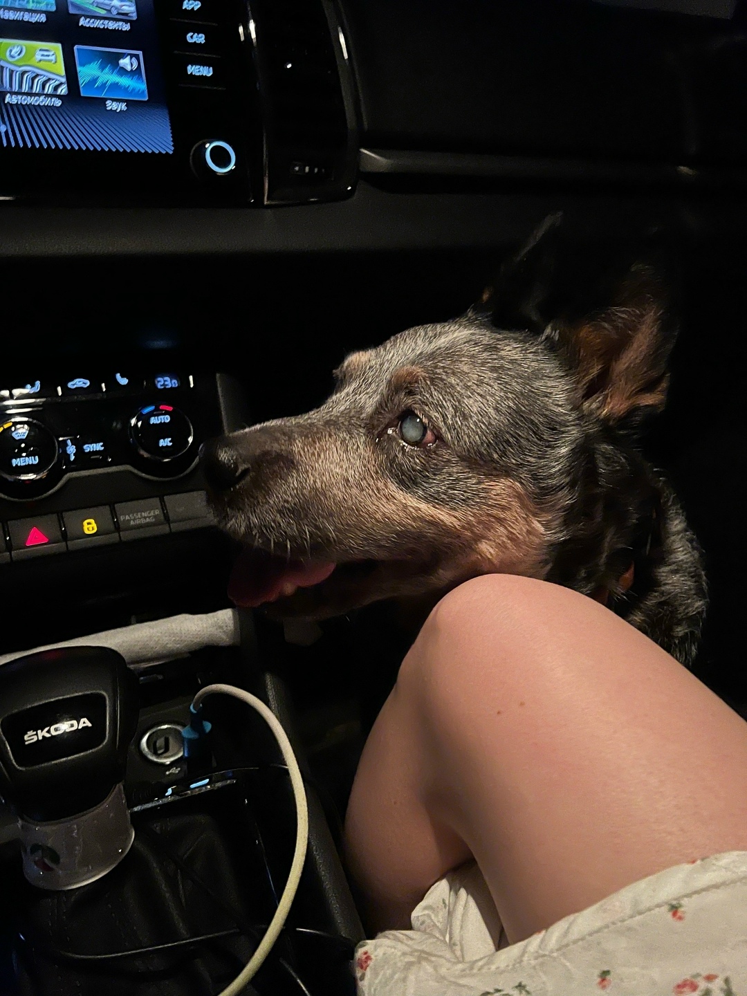 Найдена собака в Кирове — фото объявления