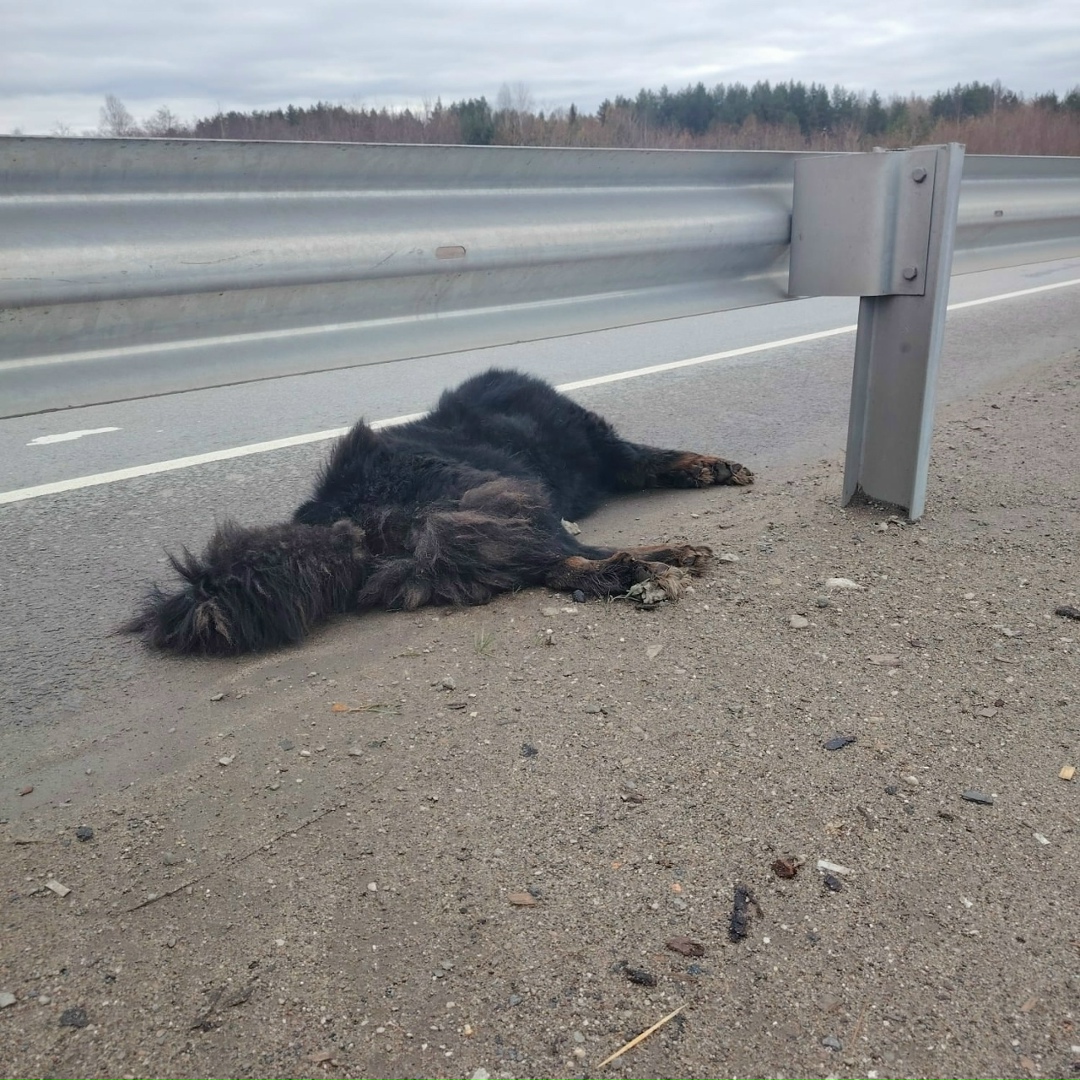 Пропала собака в Кирове — фото объявления