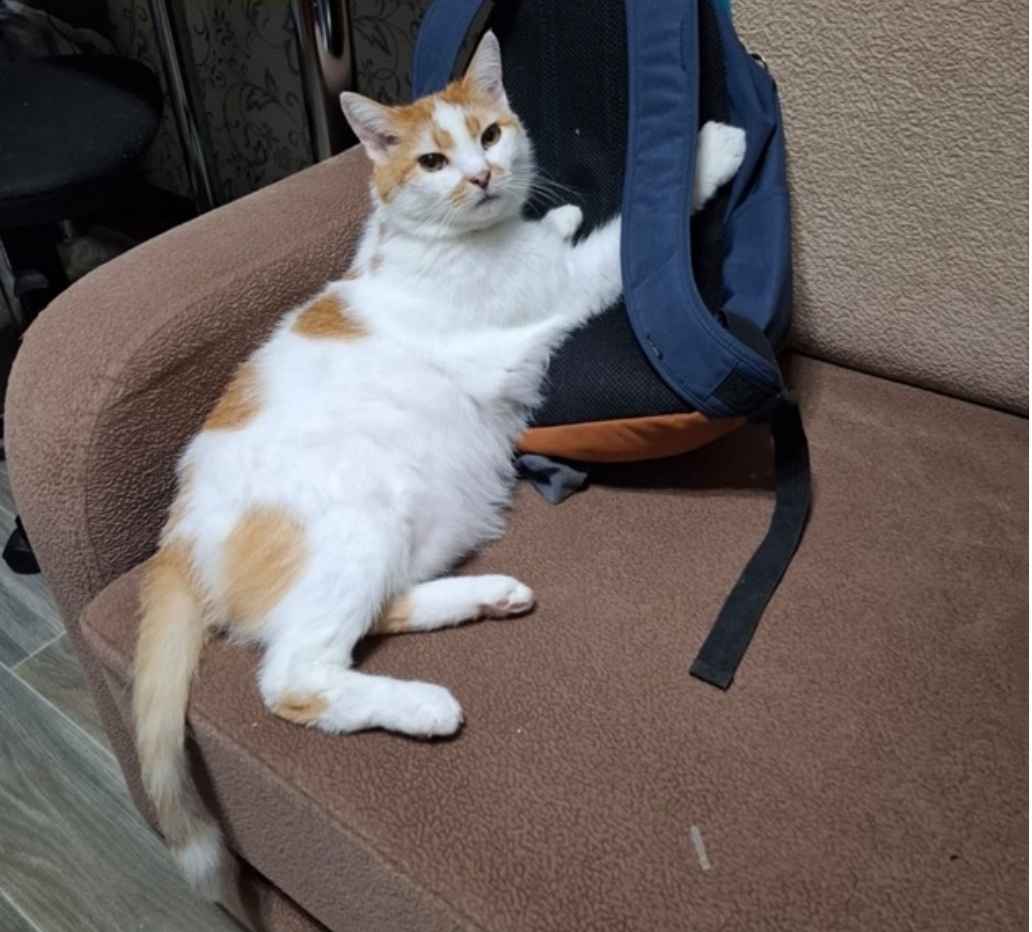 Пропала кошка в Кирове — фото объявления