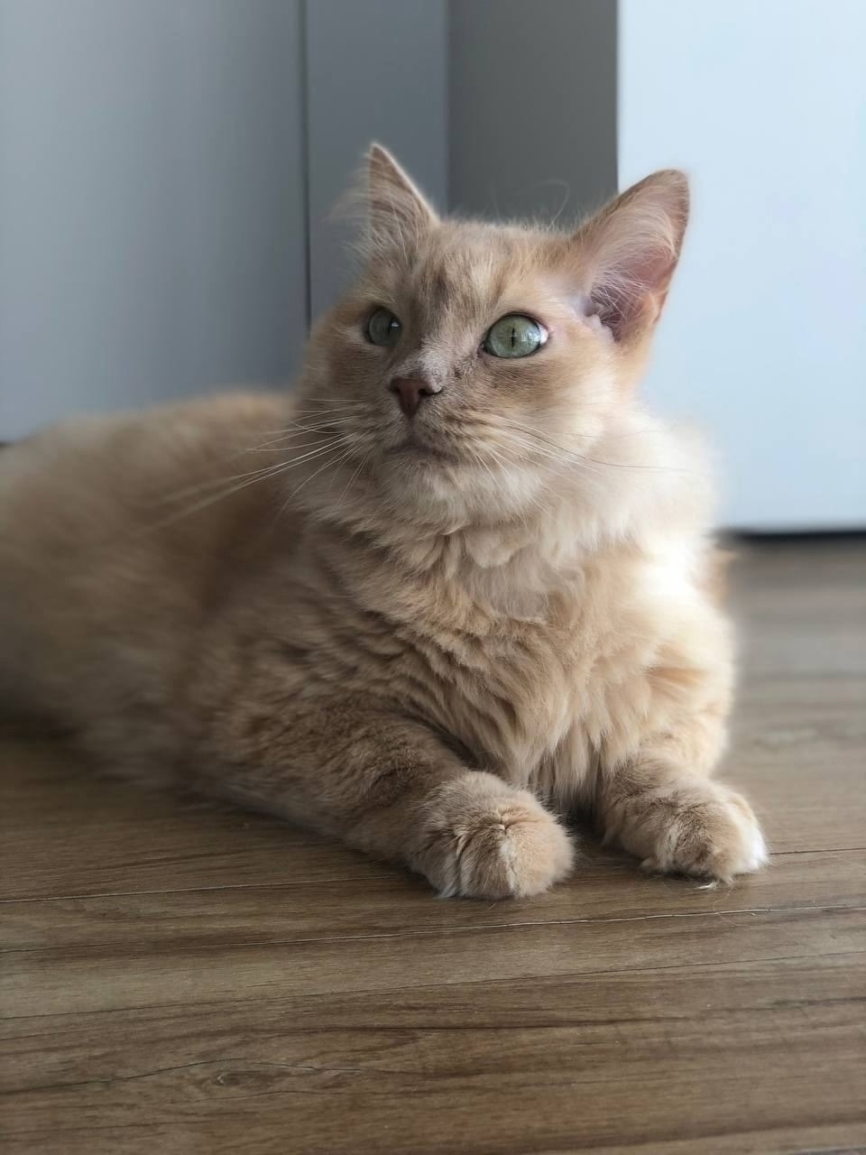 Найдена кошка в Кирове — фото объявления