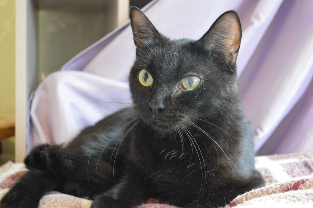 Найдена собака в Кирове — фото объявления