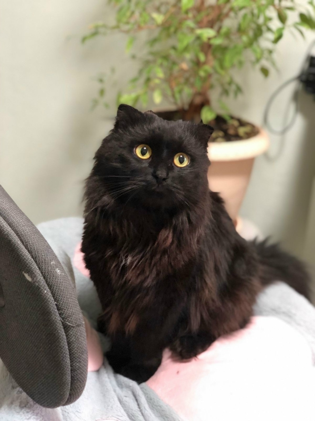 Найдена кошка в Кирове — фото объявления