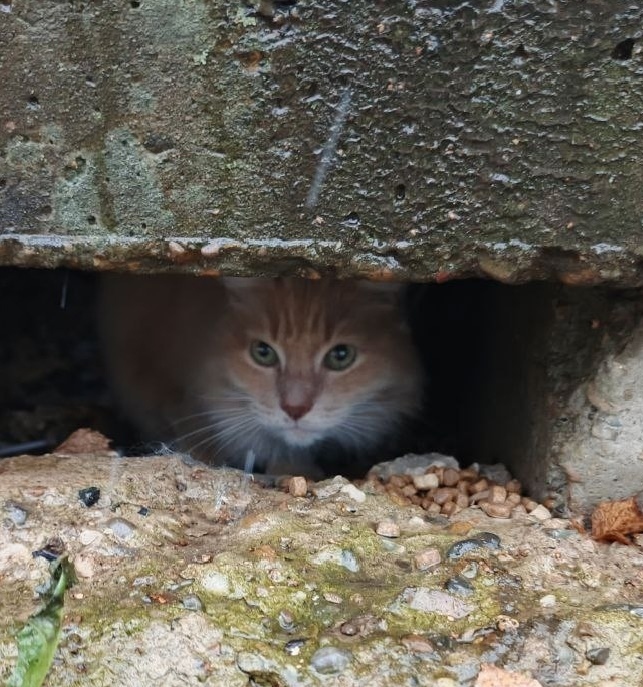 Найдена кошка в Кирове — фото объявления