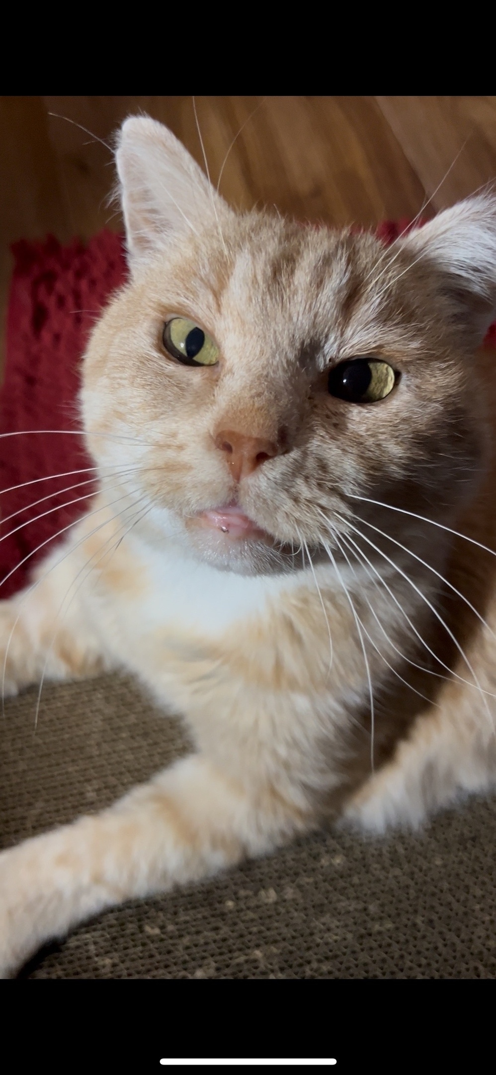 Найдена собака в Кирове — фото объявления