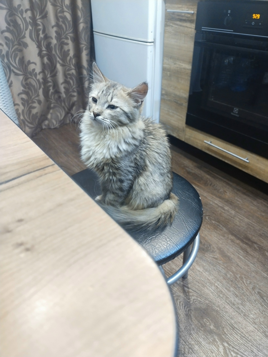 Найдена кошка в Кирове — фото объявления