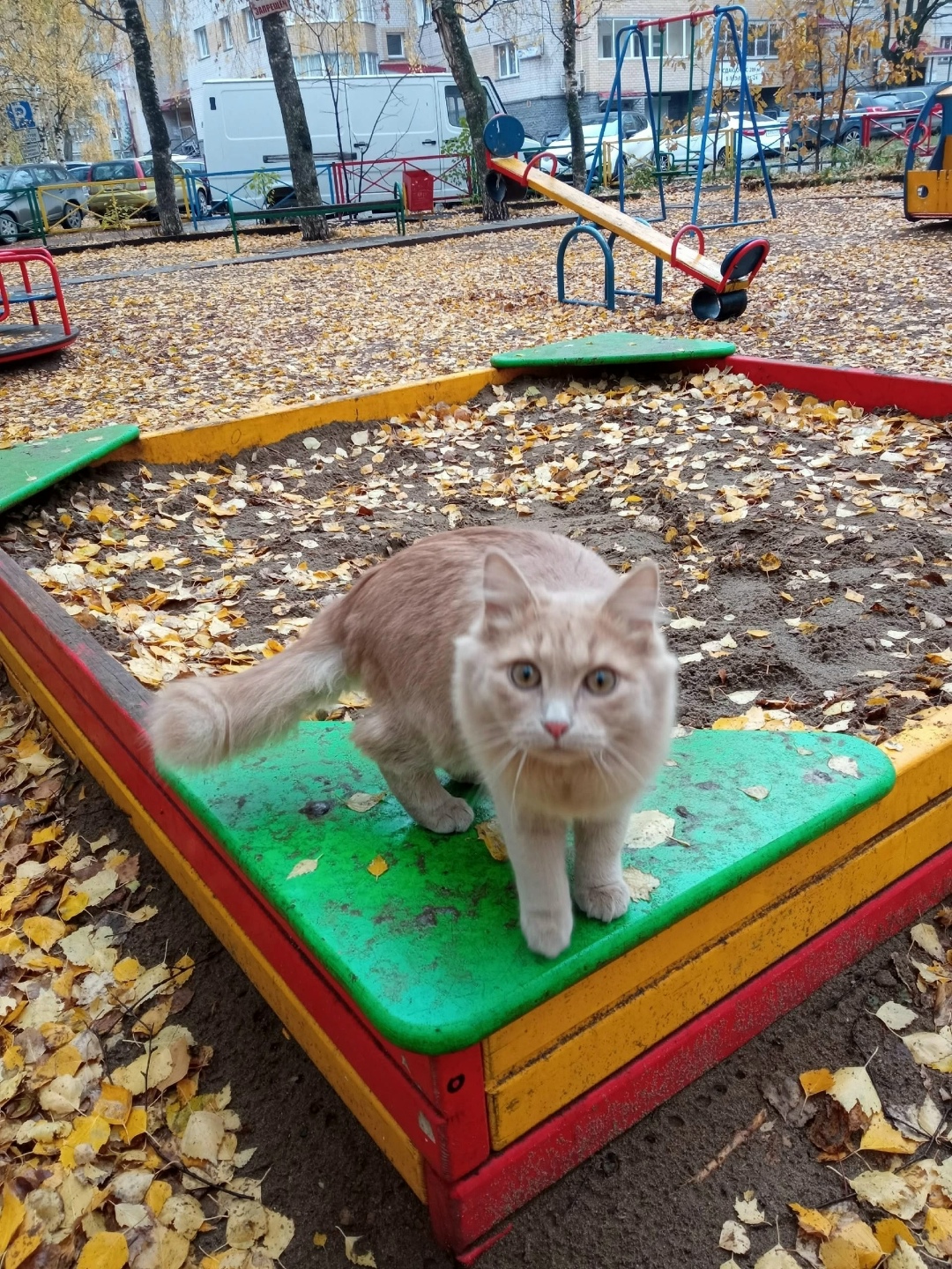 Найдена собака в Кирове — фото объявления