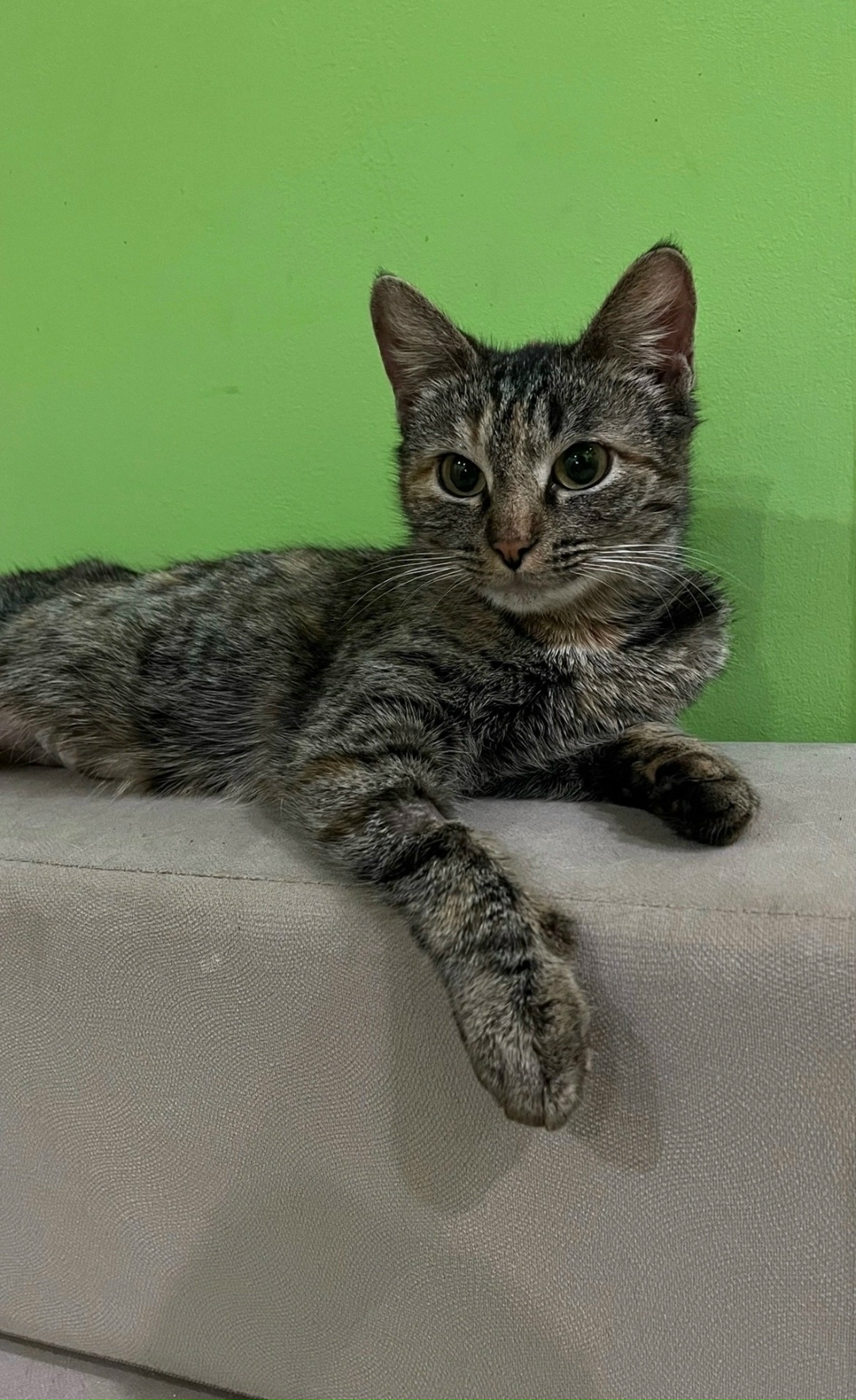 Найдена кошка в Кирове — фото объявления