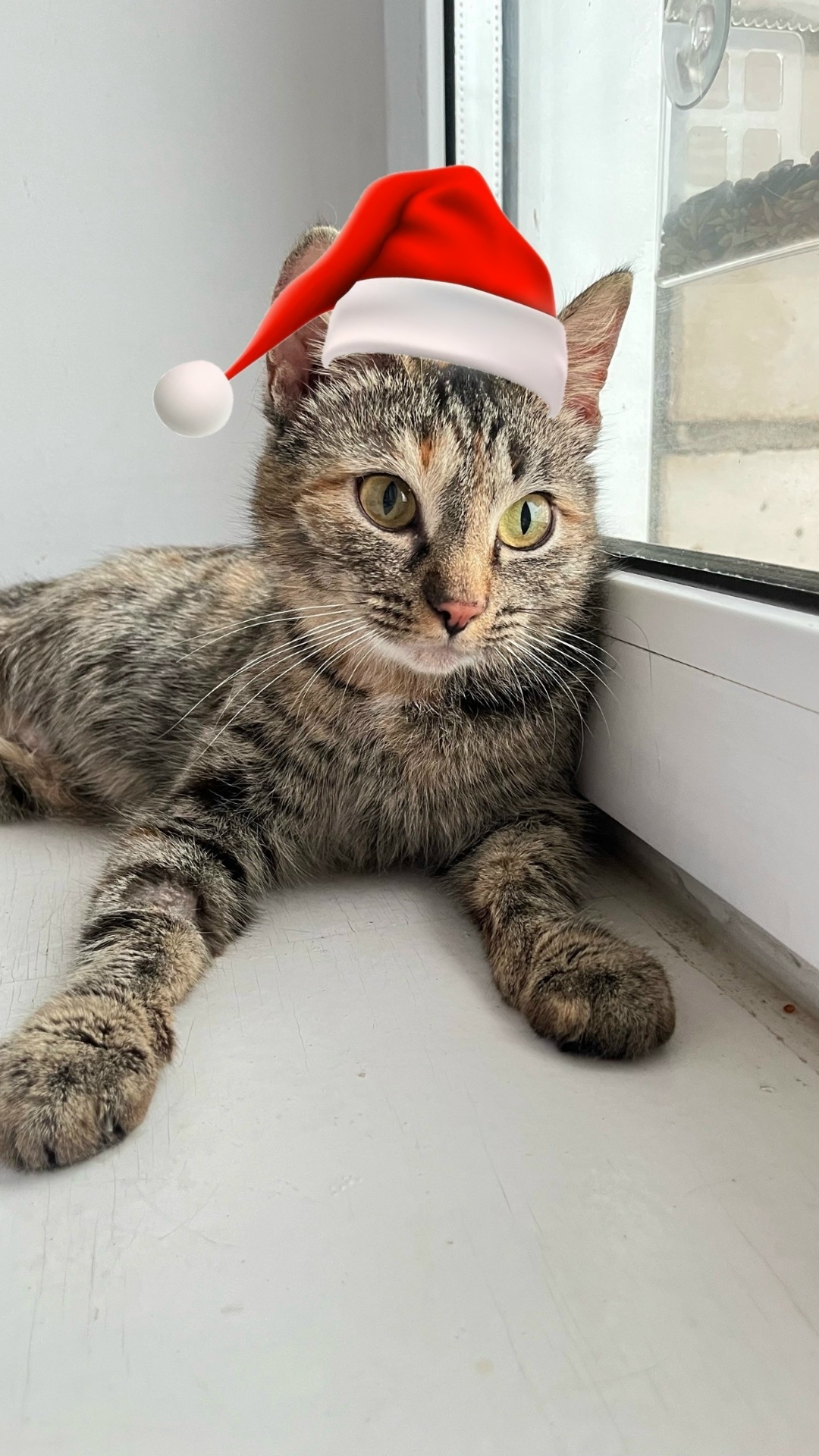 Найдена кошка в Кирове — фото объявления