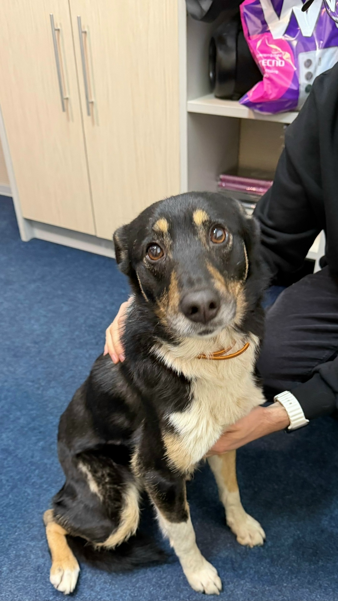 Найдена собака в Кирове — фото объявления