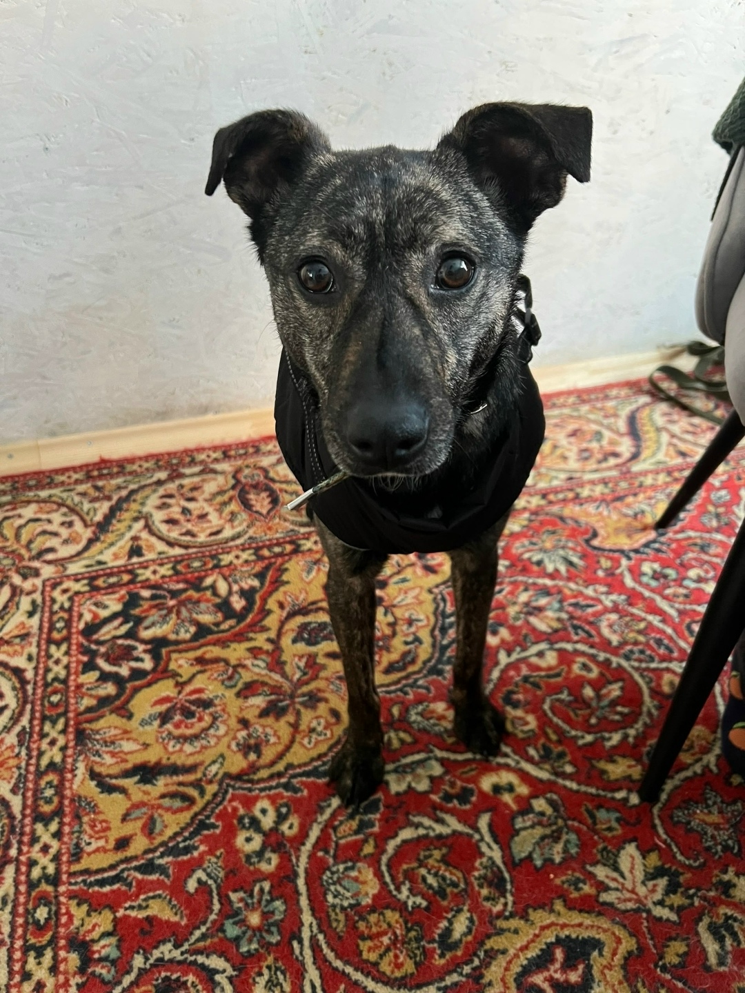 Пропала собака в Кирове — фото объявления