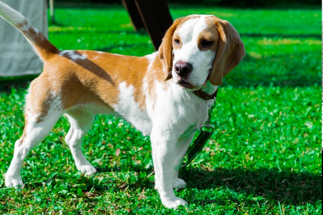 Пропала собака в Кирове — фото объявления