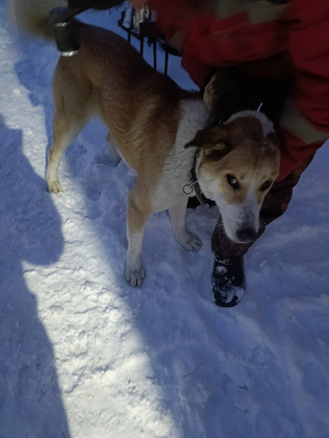 Найдена собака в Кирове — фото объявления