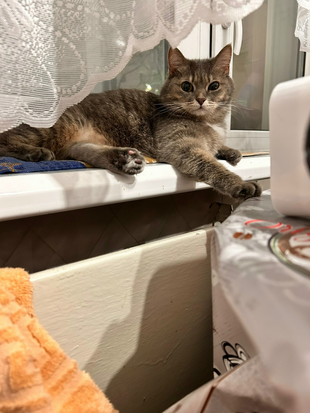 Найдена кошка в Кирове — фото объявления