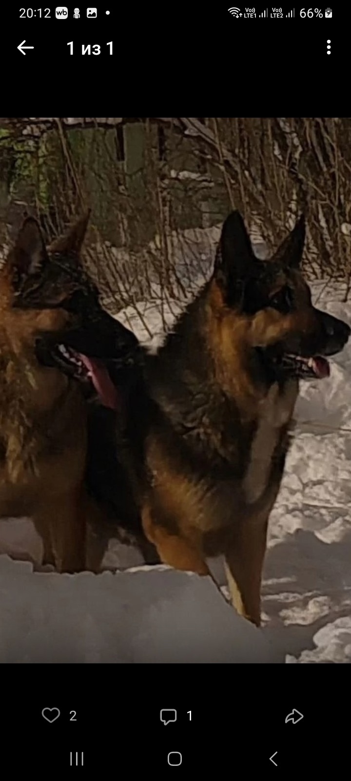 Пропала собака в Кирове — фото объявления