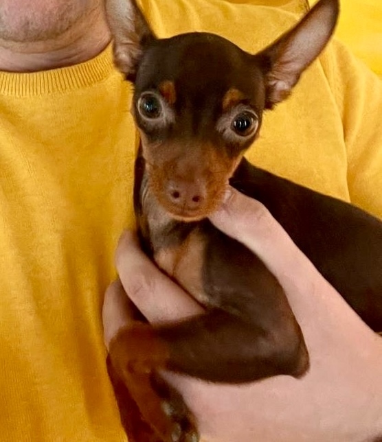 Пропала собака в Кирове — фото объявления