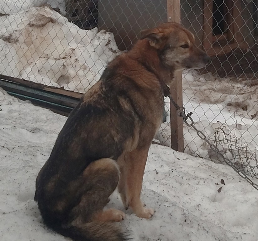 Пропала собака в Кирове — фото объявления