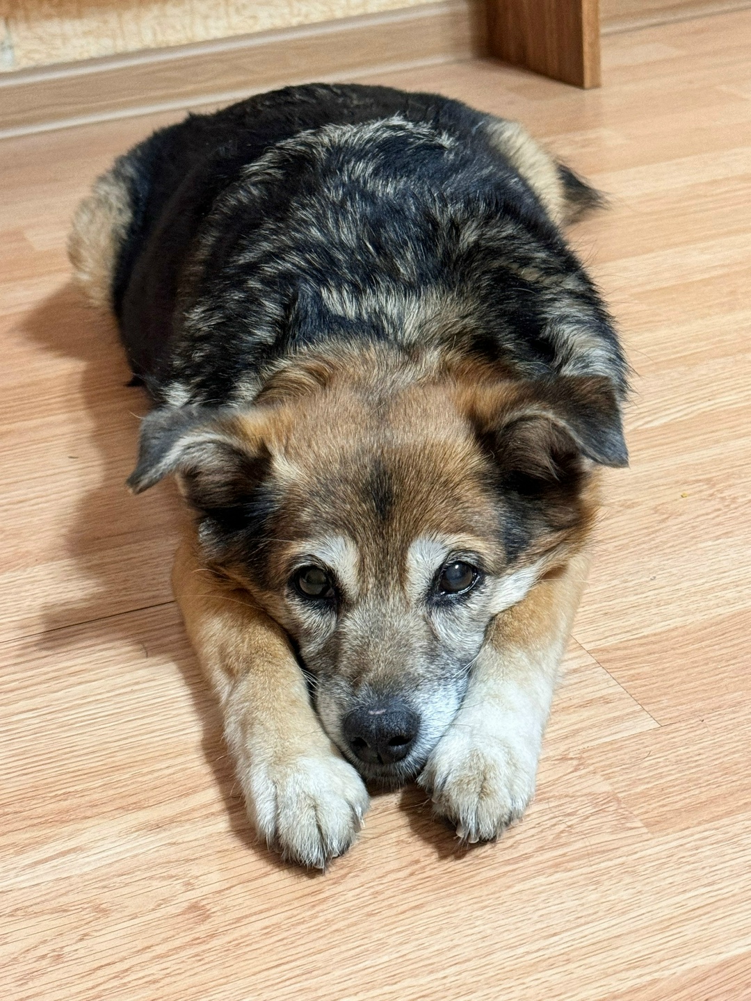 Найдена собака в Кирове — фото объявления