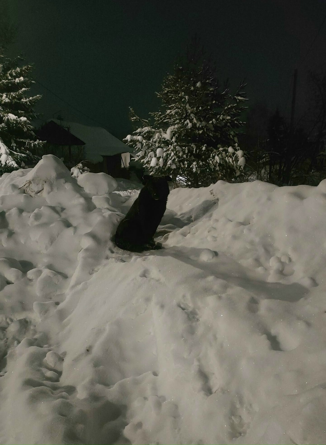 Пропала собака в Кирове — фото объявления