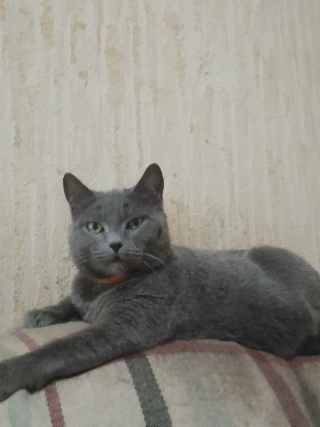 Пропала кошка в Кирове — фото объявления