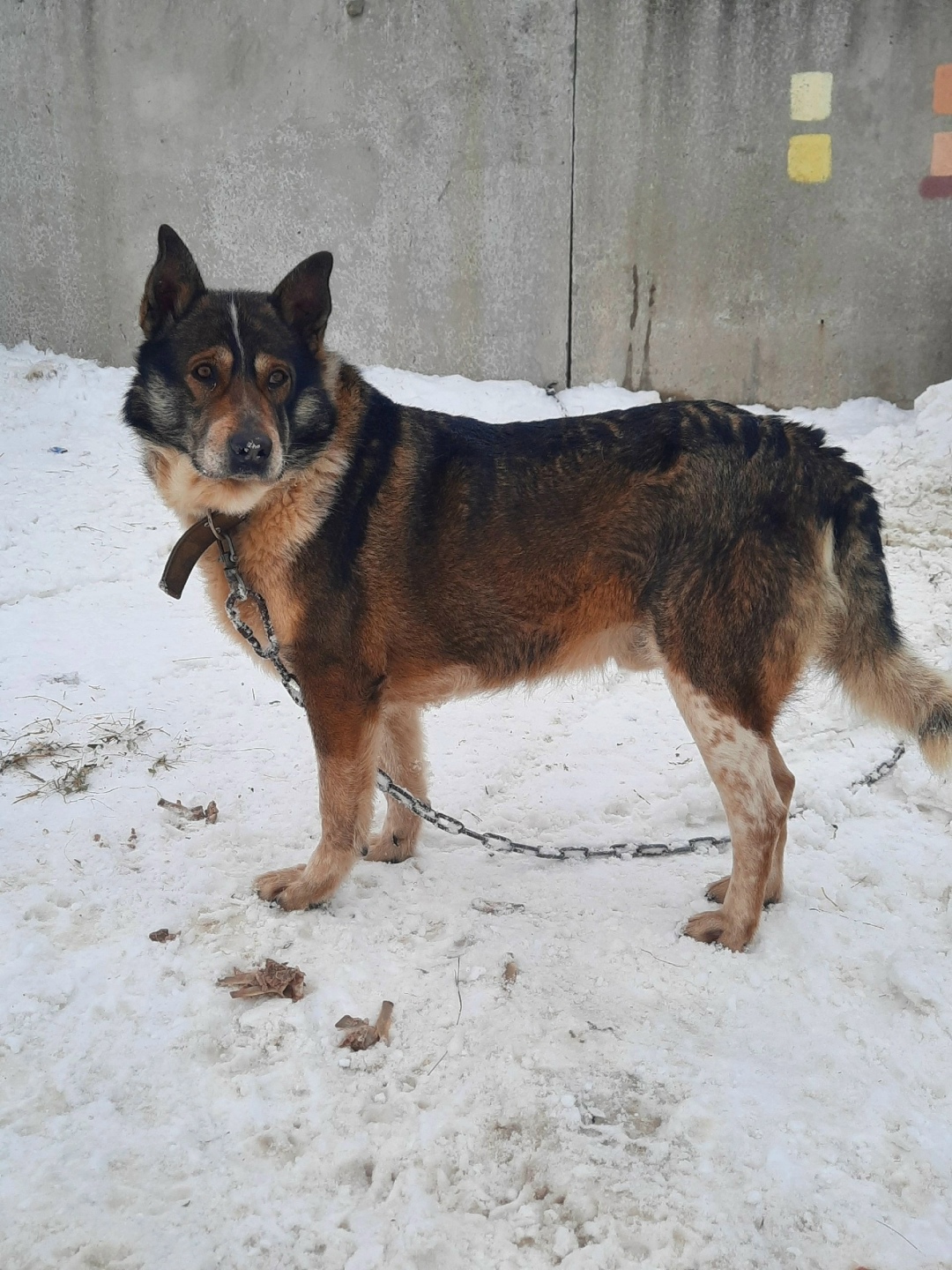 Пропала собака в Кирове — фото объявления