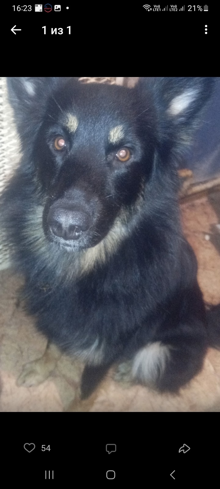 Пропала собака в Кирове — фото объявления