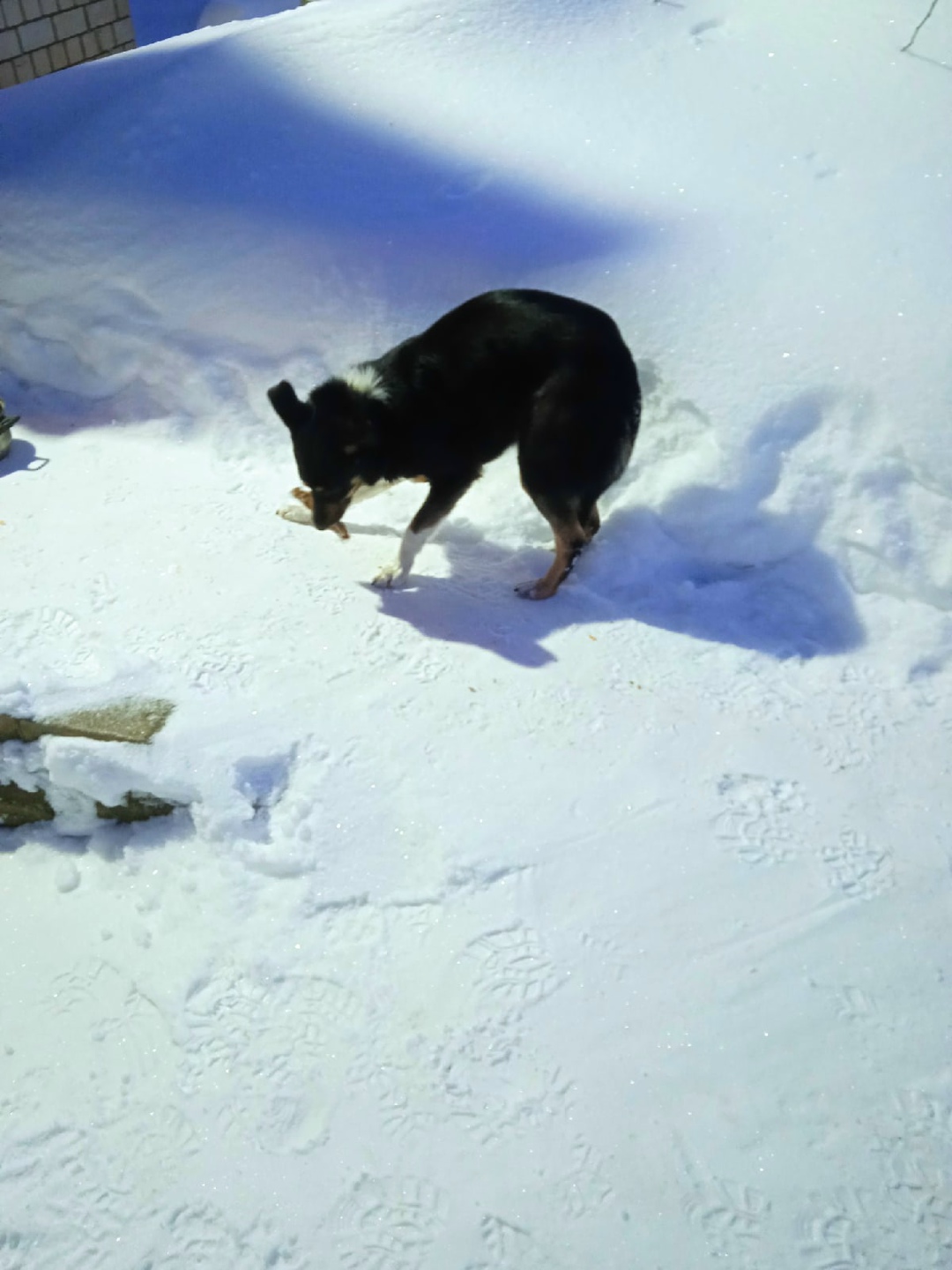 Пропала собака в Кирове — фото объявления