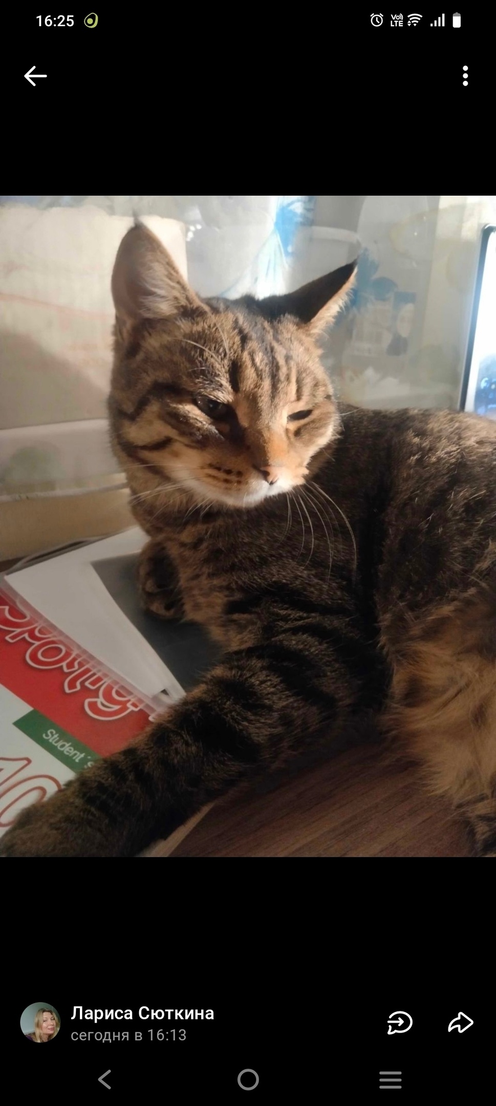 Пропала кошка в Кирове — фото объявления
