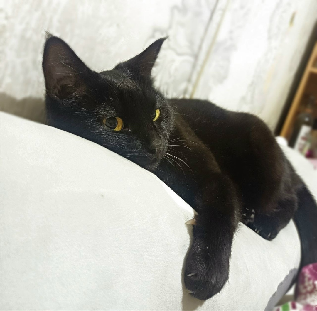 Пропала кошка в Кирове — фото объявления