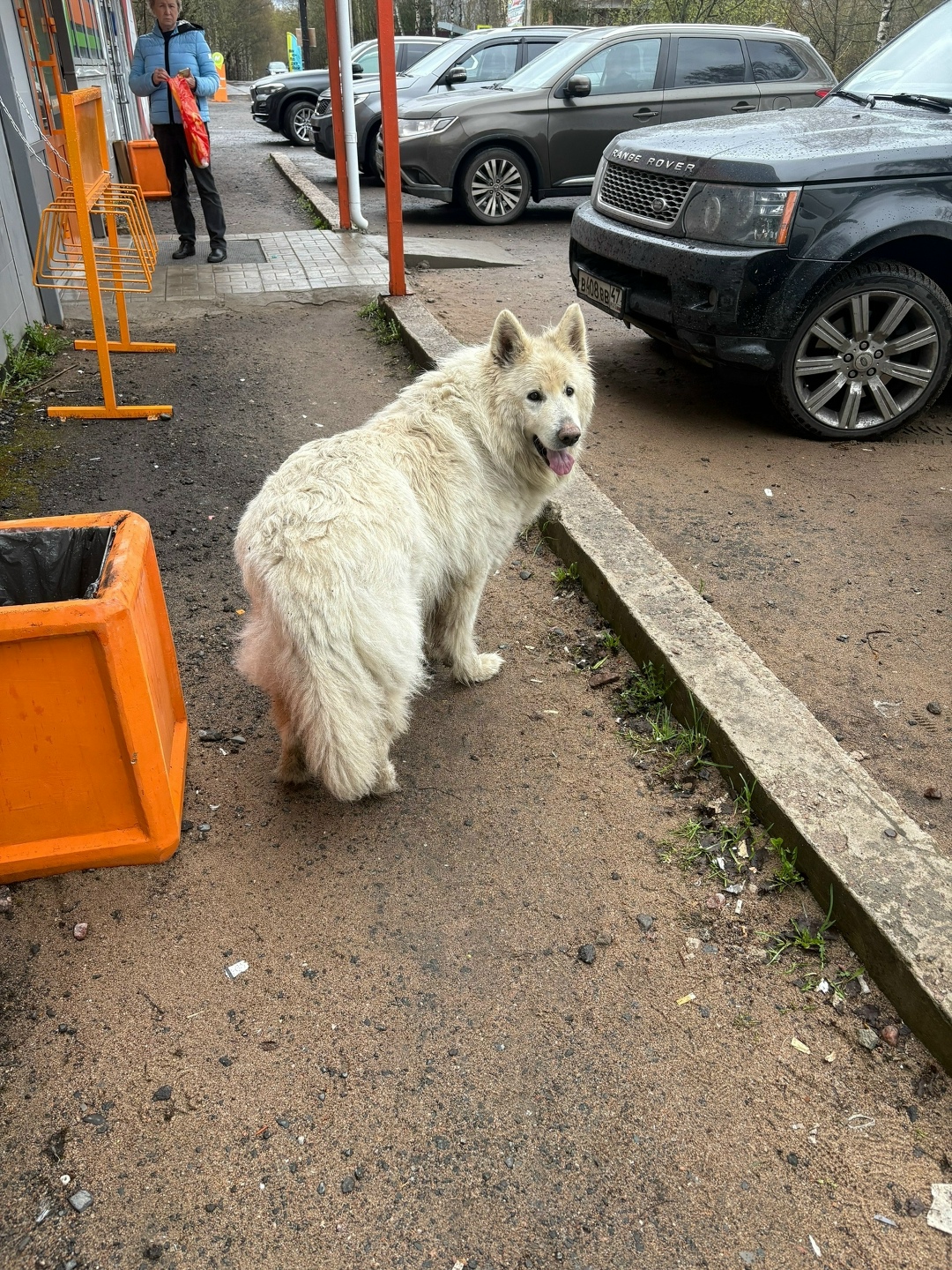Пропала собака в Кирове — фото объявления
