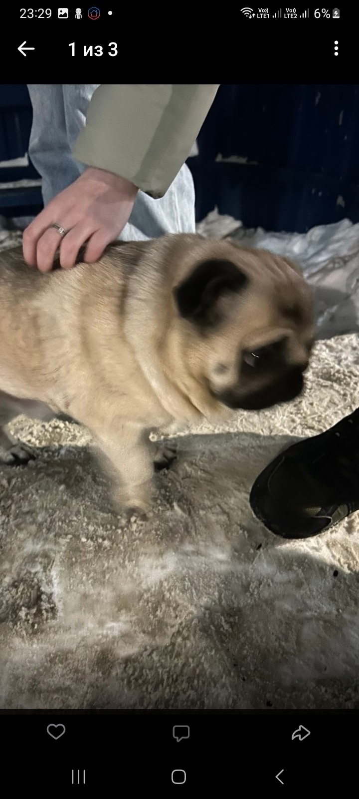 Найдена собака в Кирове — фото объявления