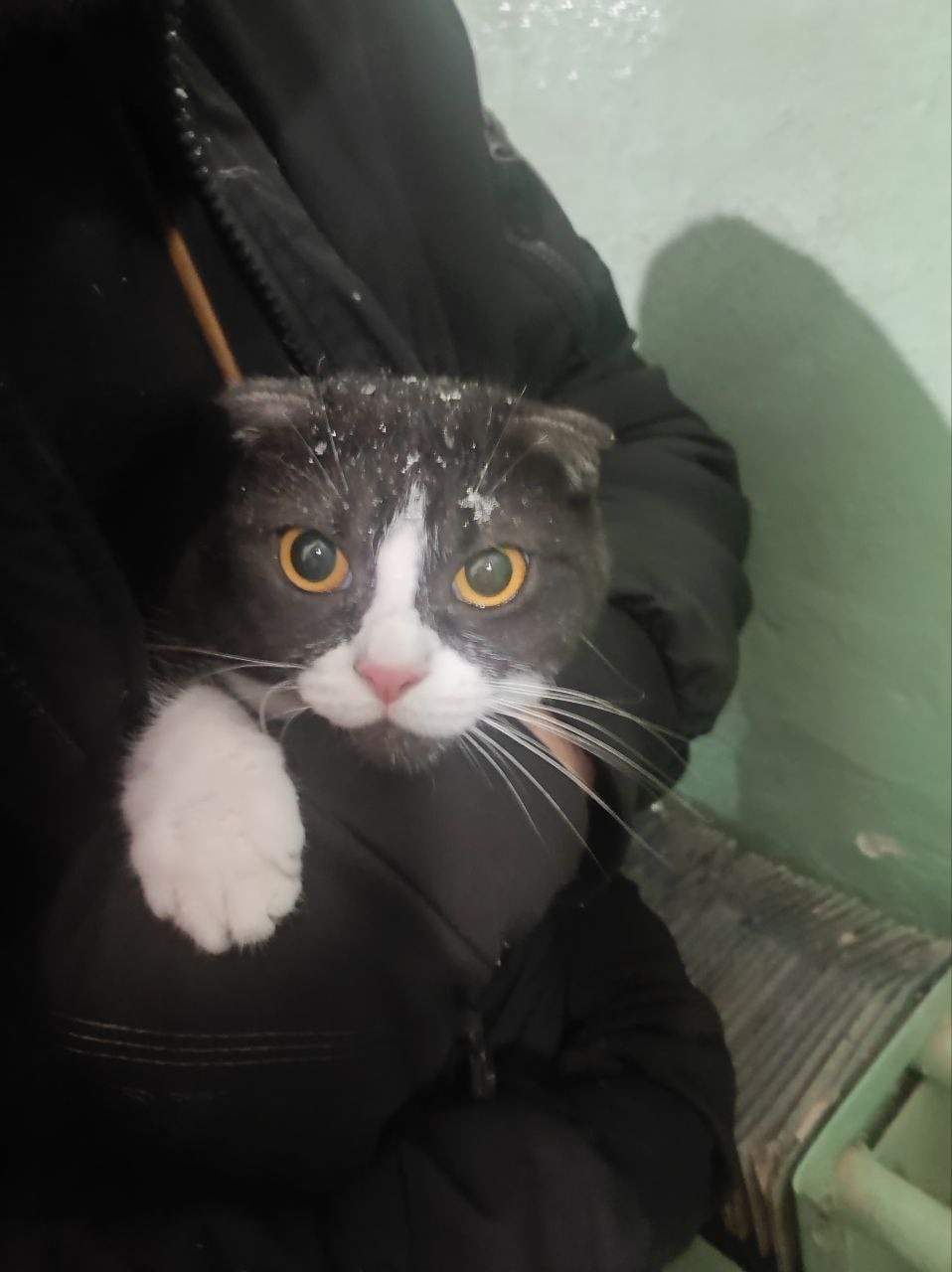 Найдена кошка в Кирове — фото объявления