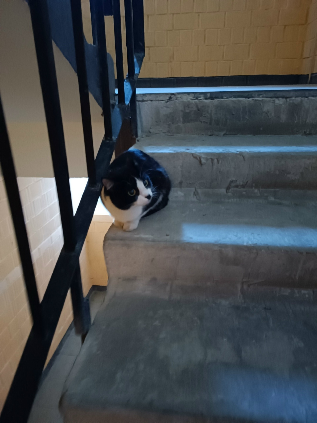 Найдена кошка в Кирове — фото объявления