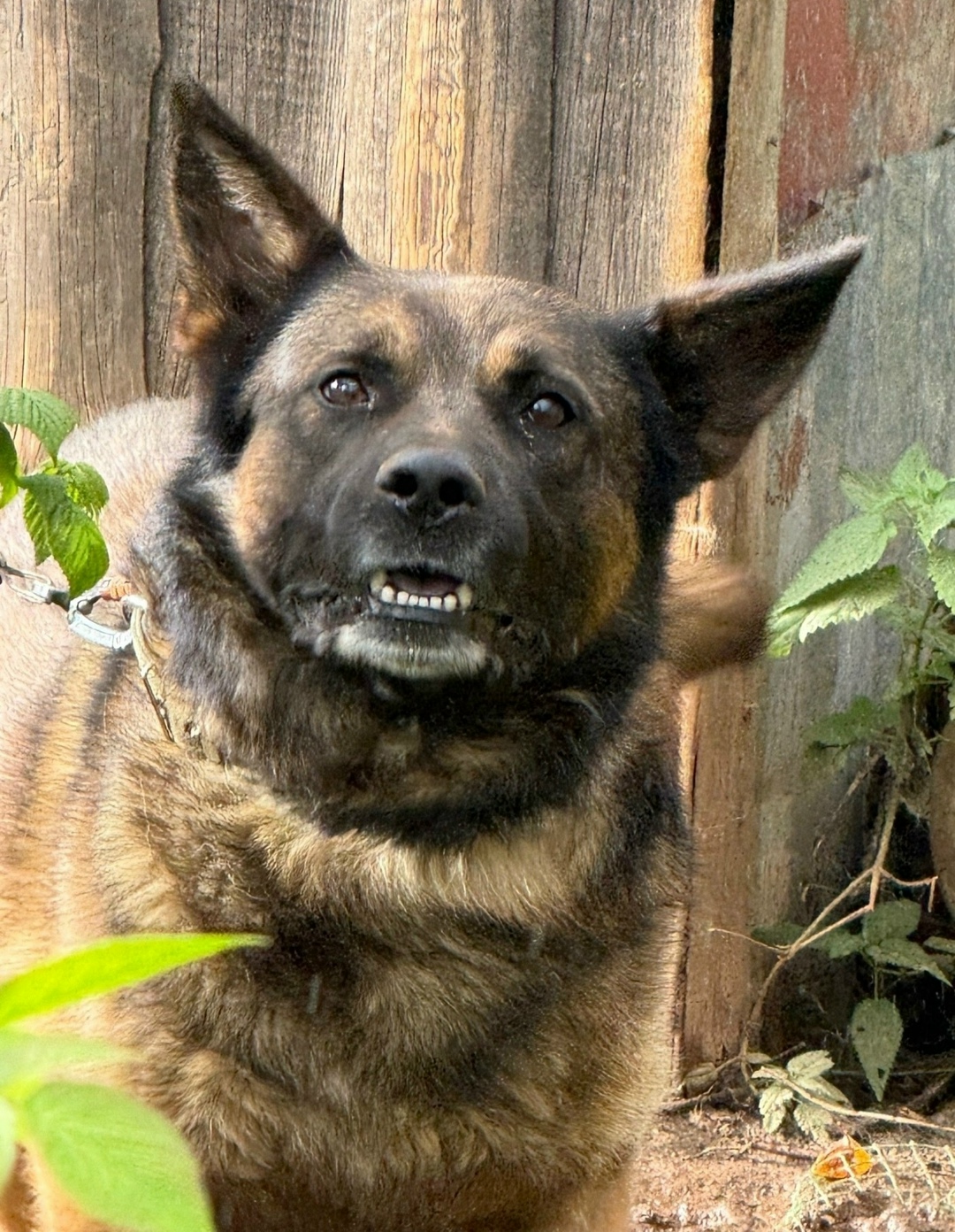 Пропала собака в Кирове — фото объявления