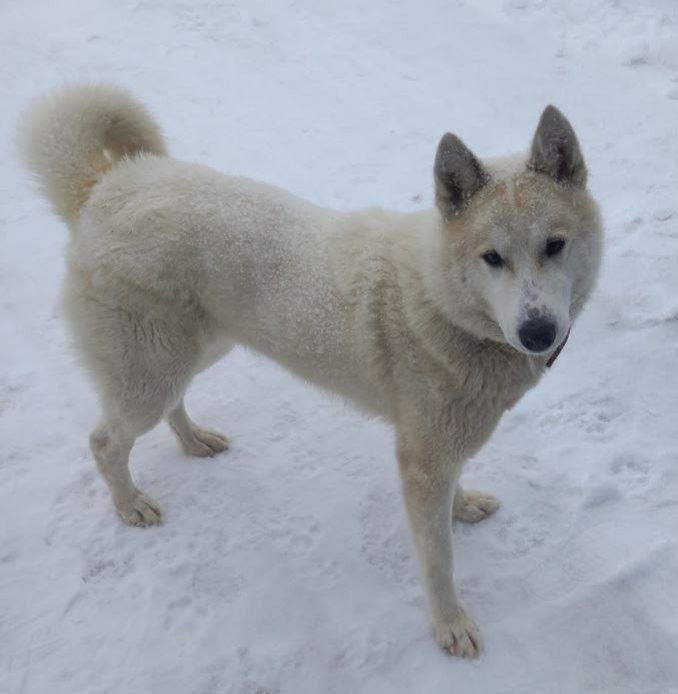 Пропала собака в Кирове — фото объявления